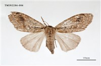 藏品(褐斑毒蛾)的圖片